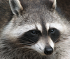 Home Assistant on Raccoon