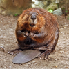 Beaver index page