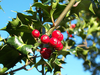 Holly index page