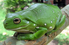 Kermit index page