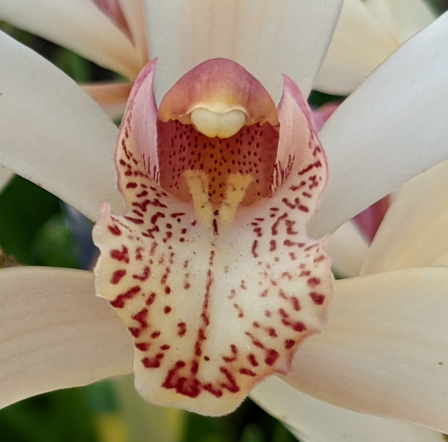 Flowers - 83&deg; - Stock App