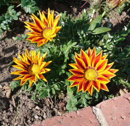 Gazania flowers