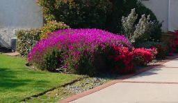 Poppies and Succulent